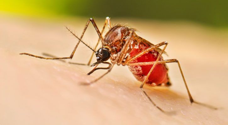 ডেঙ্গু নিলো আরও দুই প্রাণ, হাসপাতালে ভর্তি ৩২৭