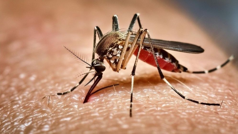 ২৪ ঘণ্টায় ডেঙ্গুতে আরও চারজনের মৃত্যু